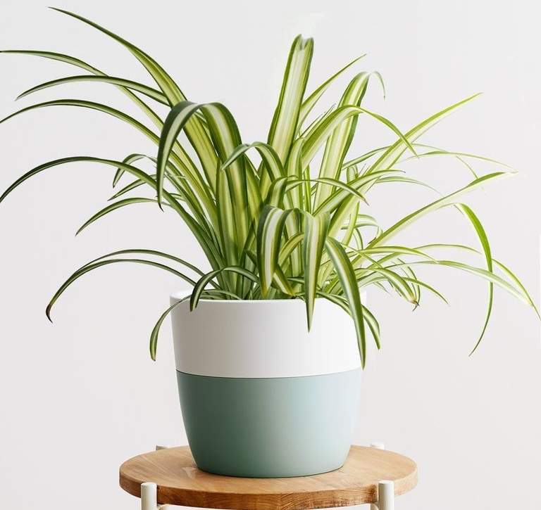 Spider Plant